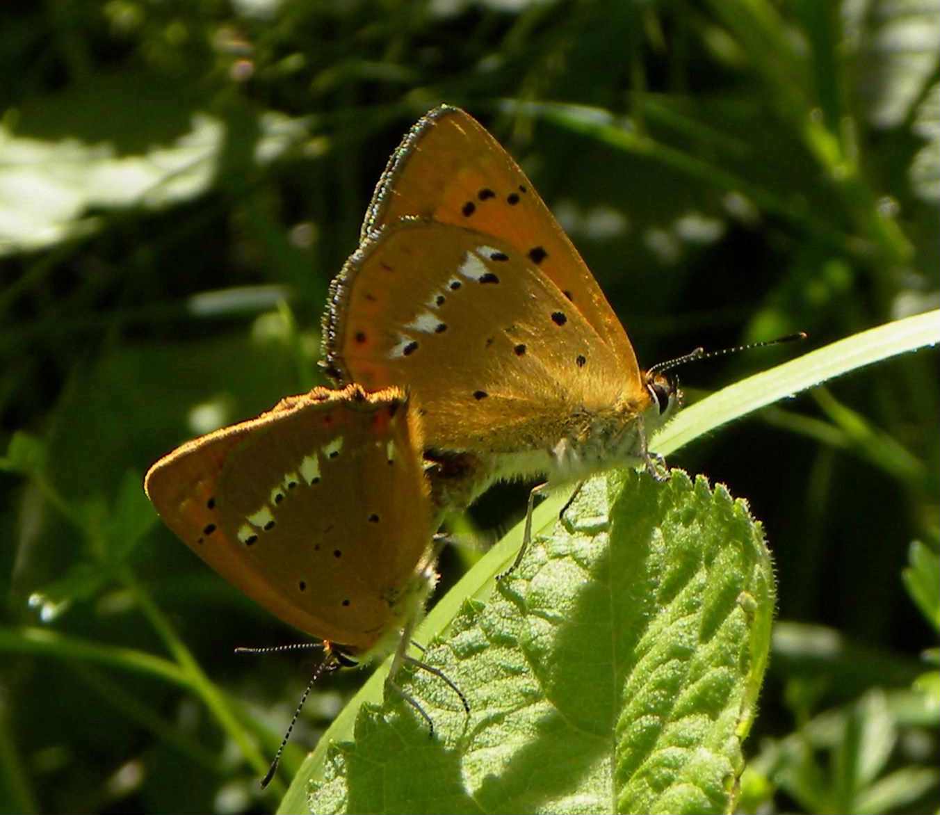 farfalla da identificare